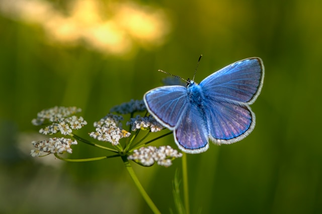 blue butterfly perched on a flower