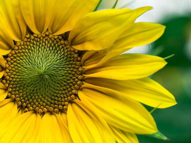 closeup of a sunflower