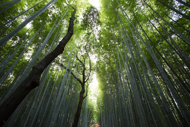 photo of a grove of trees in sunlight